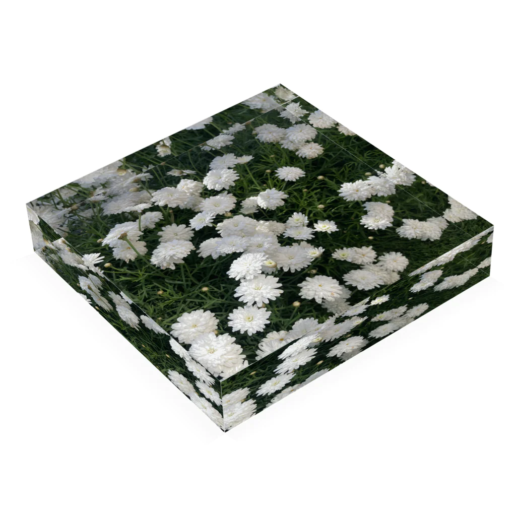 ~Nature~　自然からの贈り物のマーガレット　モリンバ Acrylic Block :placed flat