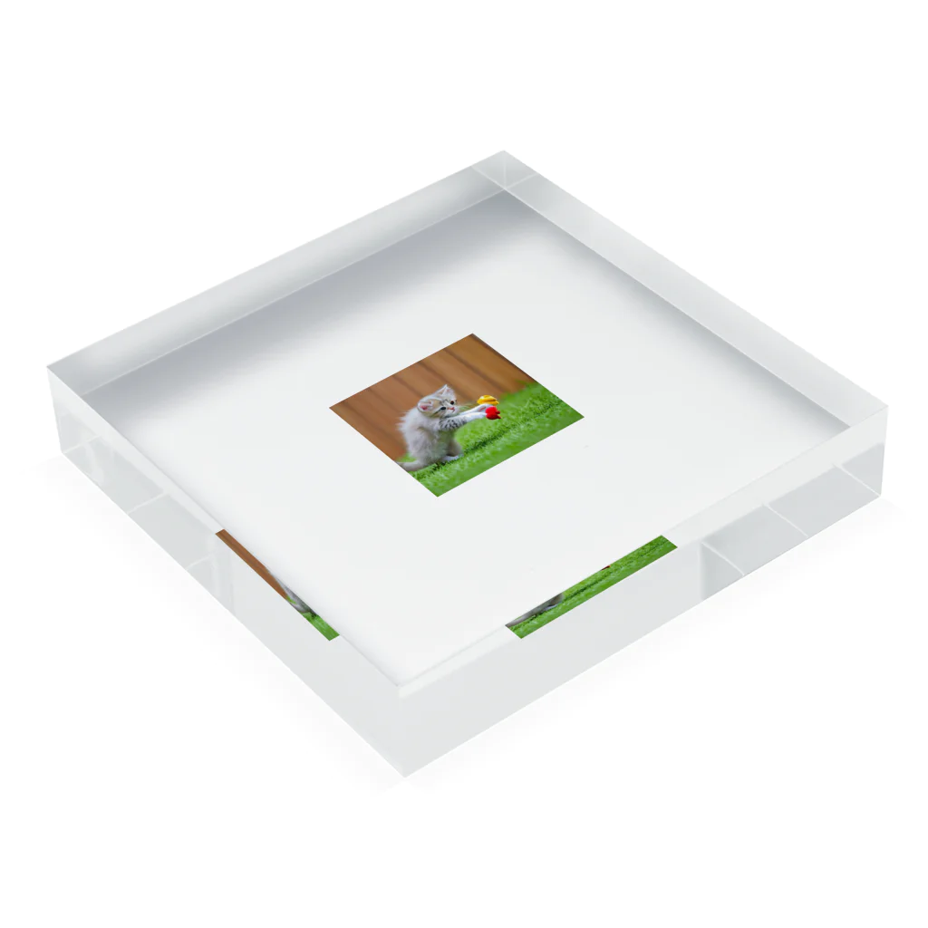FUWAFUWAPAWSの無邪気に遊ぶ子猫 Acrylic Block :placed flat