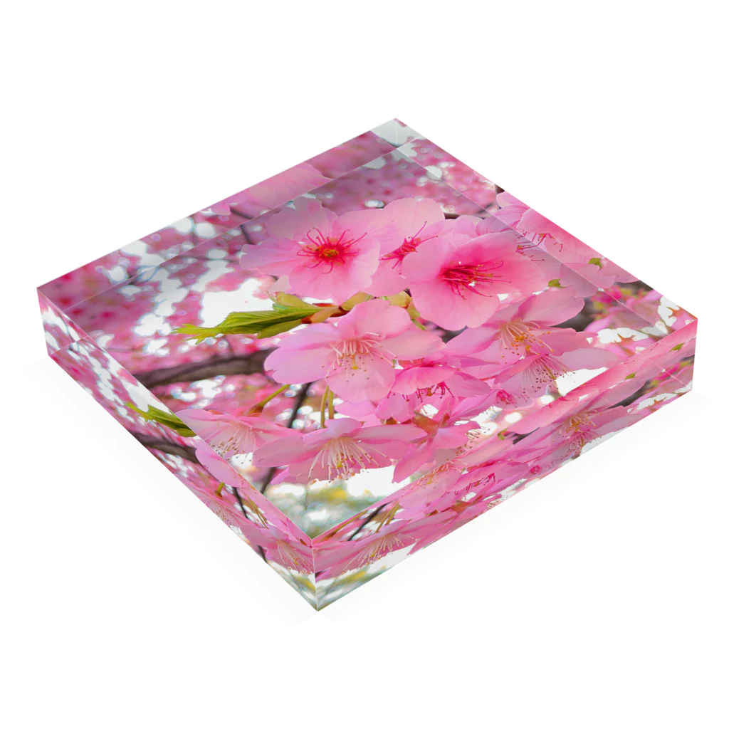 lfl-ksicの桜のアクリルブロック Acrylic Block :placed flat