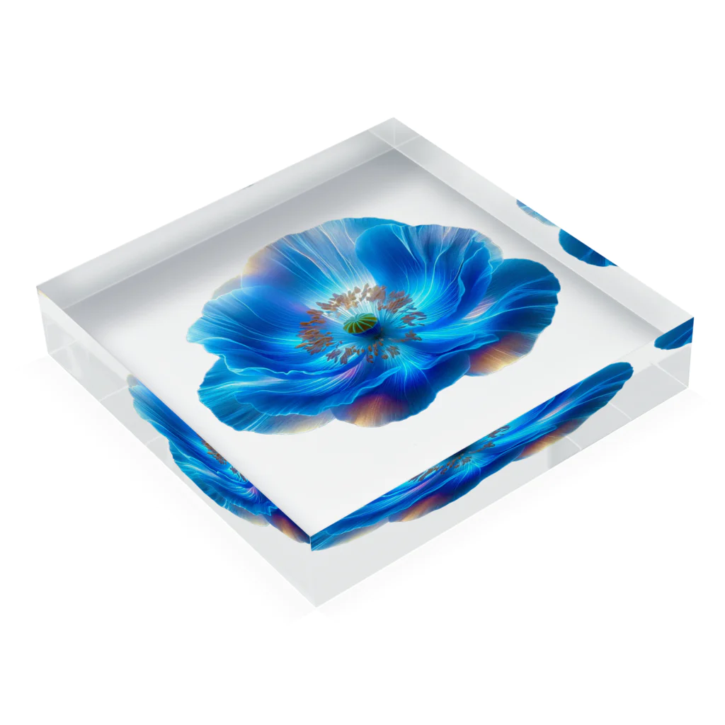 アップルの店の青いケシ。ヒマラヤに咲く幻の花。 Acrylic Block :placed flat