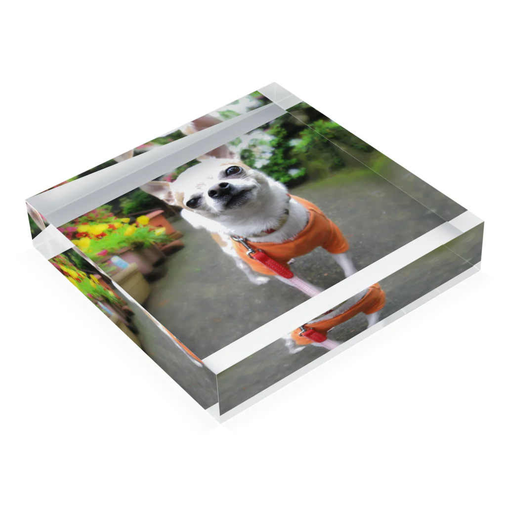 akane_art（茜音工房）のカラフルチワワ（フラワー） Acrylic Block :placed flat