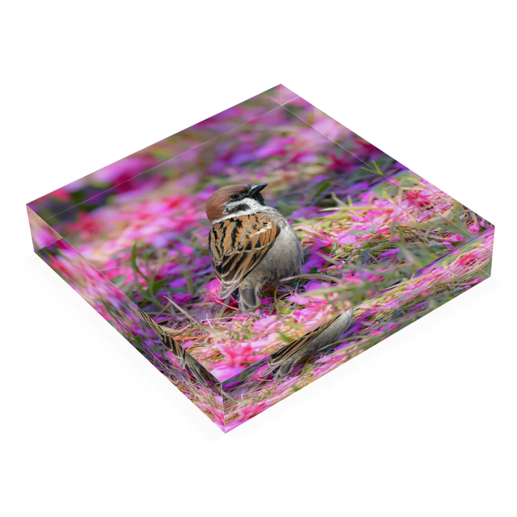“すずめのおみせ” SUZURI店の桜の絨毯 Acrylic Block :placed flat