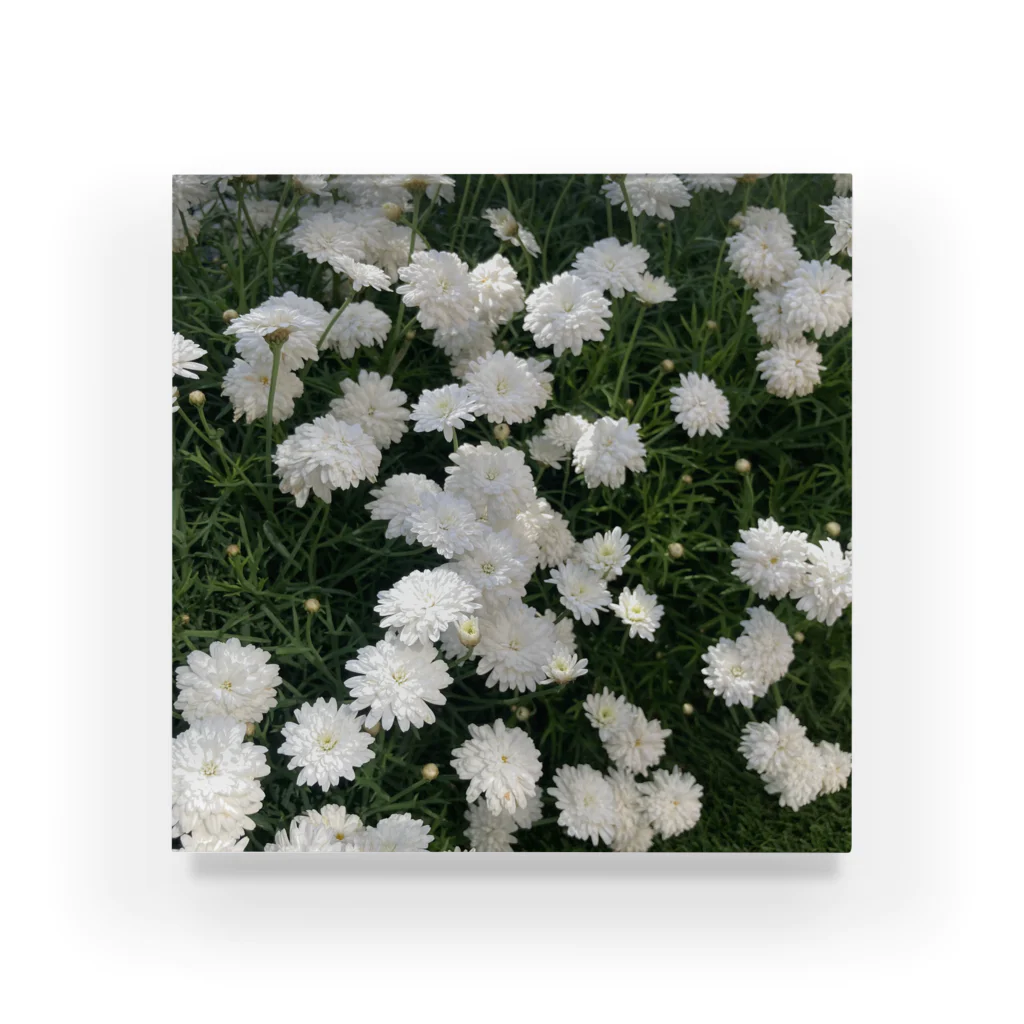 ~Nature~　自然からの贈り物のマーガレット　モリンバ Acrylic Block