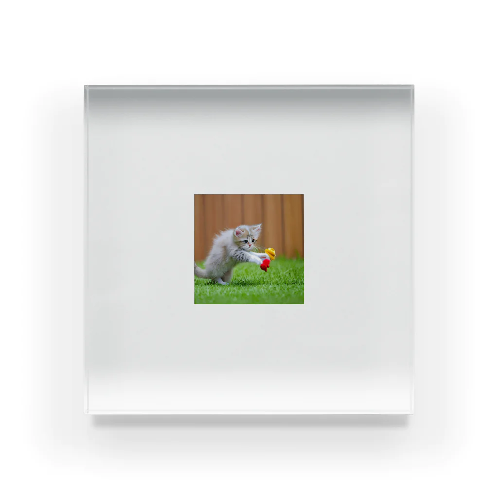 FUWAFUWAPAWSの無邪気に遊ぶ子猫 Acrylic Block