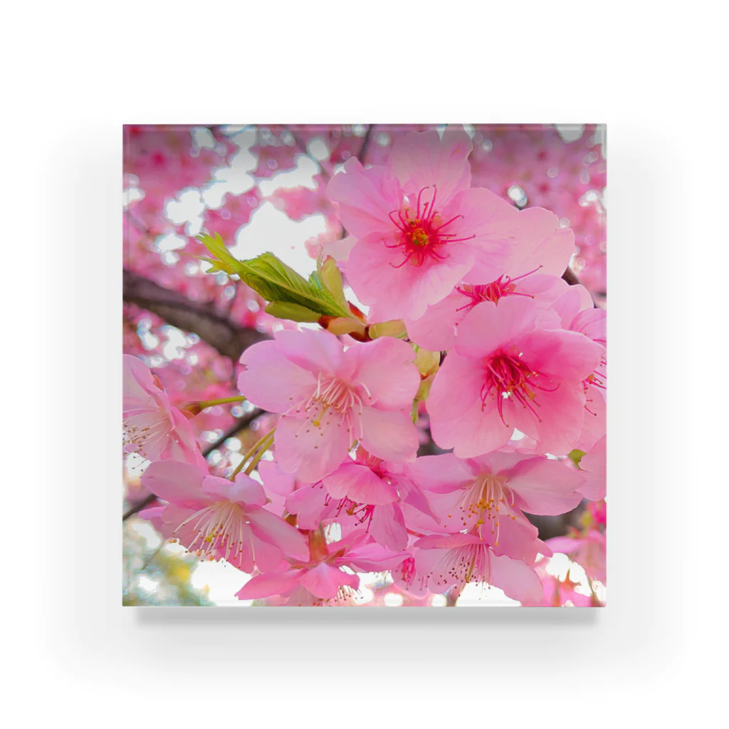 lfl-ksicの桜のアクリルブロック Acrylic Block