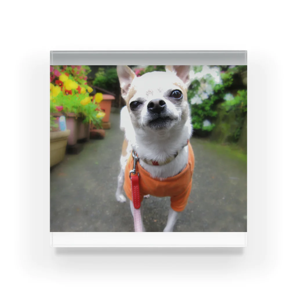 akane_art（茜音工房）のカラフルチワワ（フラワー） Acrylic Block