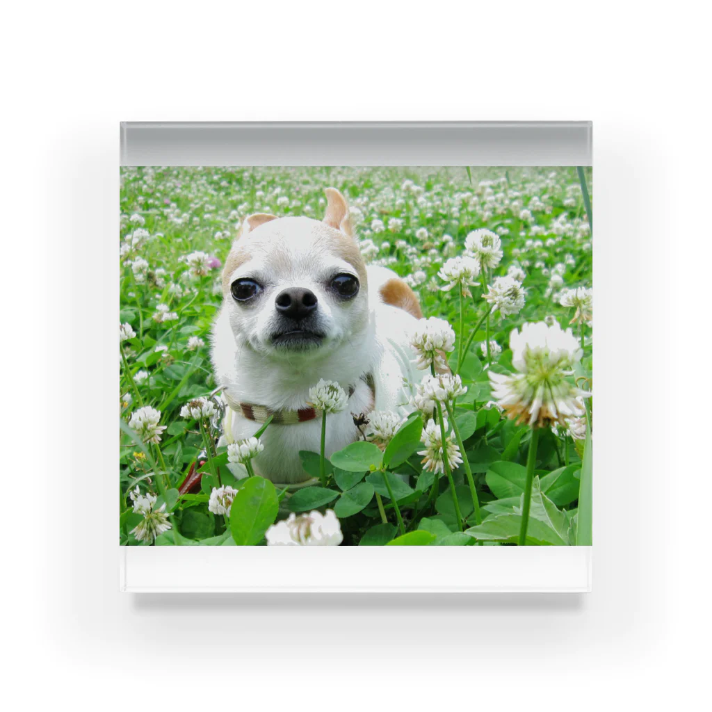 akane_art（茜音工房）のカラフルチワワ（クローバー） Acrylic Block