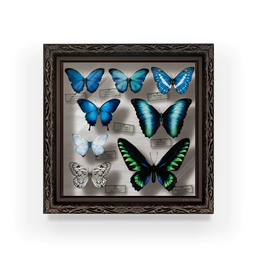 標本箱のアクリルブロック / 913WORKS WEB SHOP SUZURI