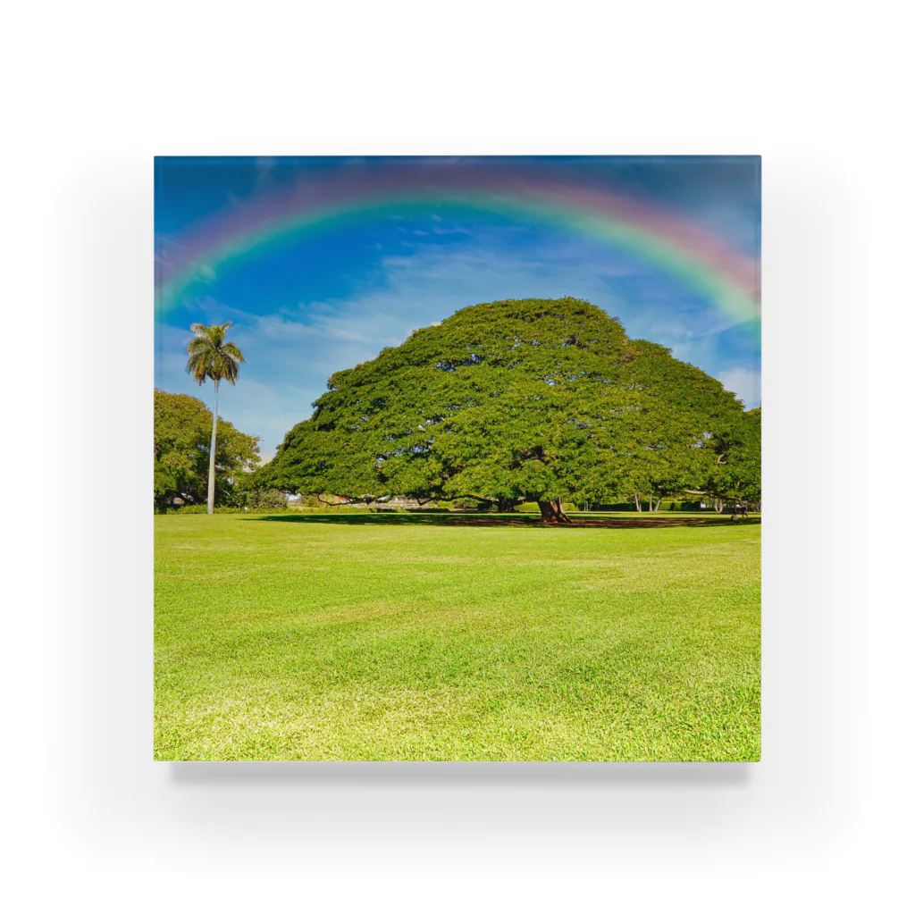 ハワイ 日立の樹（モンキーポッド） / アロハスタイルハワイ ( hawaii_goods801 )のアクリルブロック通販 ∞ SUZURI（スズリ）