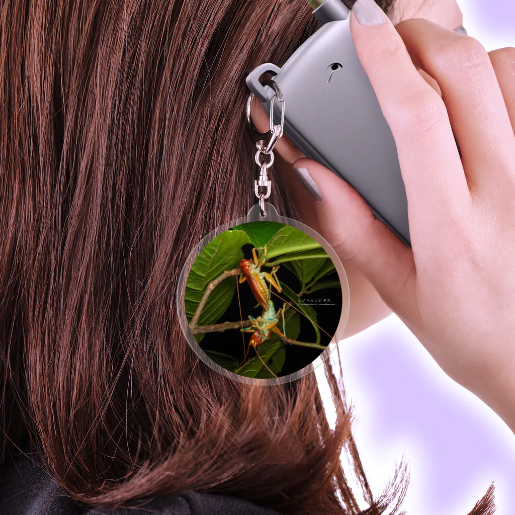 ヒノマルコロギス / 直翅類.jp ( orthoptera_jp )のアクリル