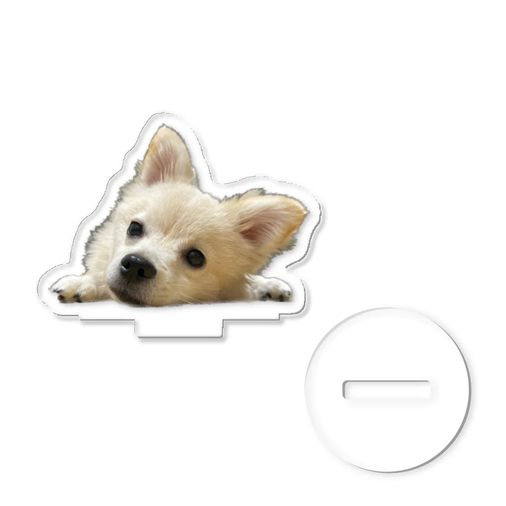 ポメチワのウェルのポメチワのウェル Acrylic Stand