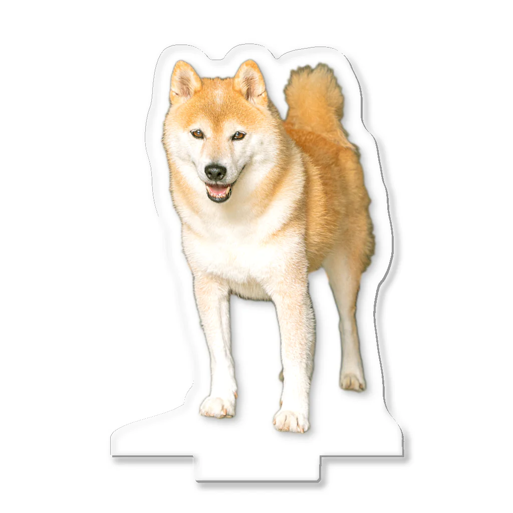 いつでもどこでも犬アクスタ / inubot ( inubot-mizue )の