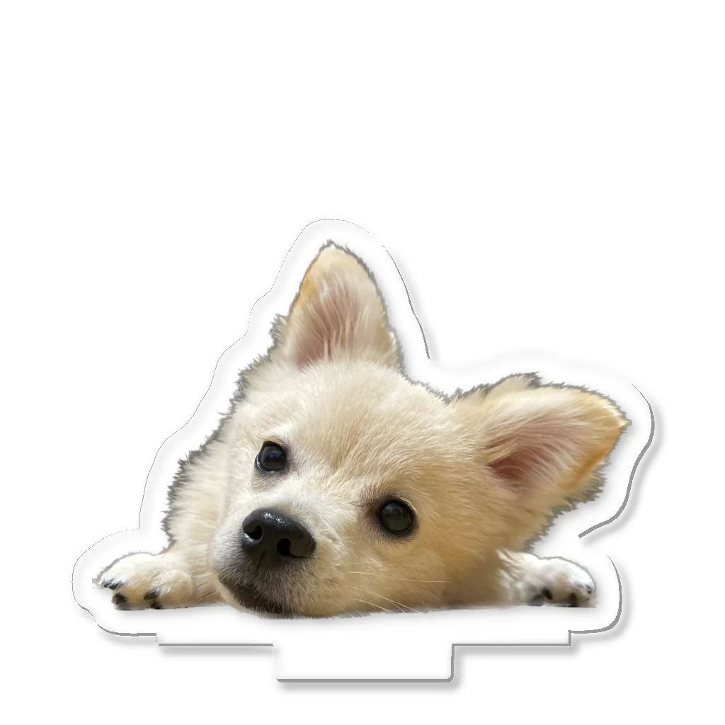 ポメチワのウェルのポメチワのウェル Acrylic Stand