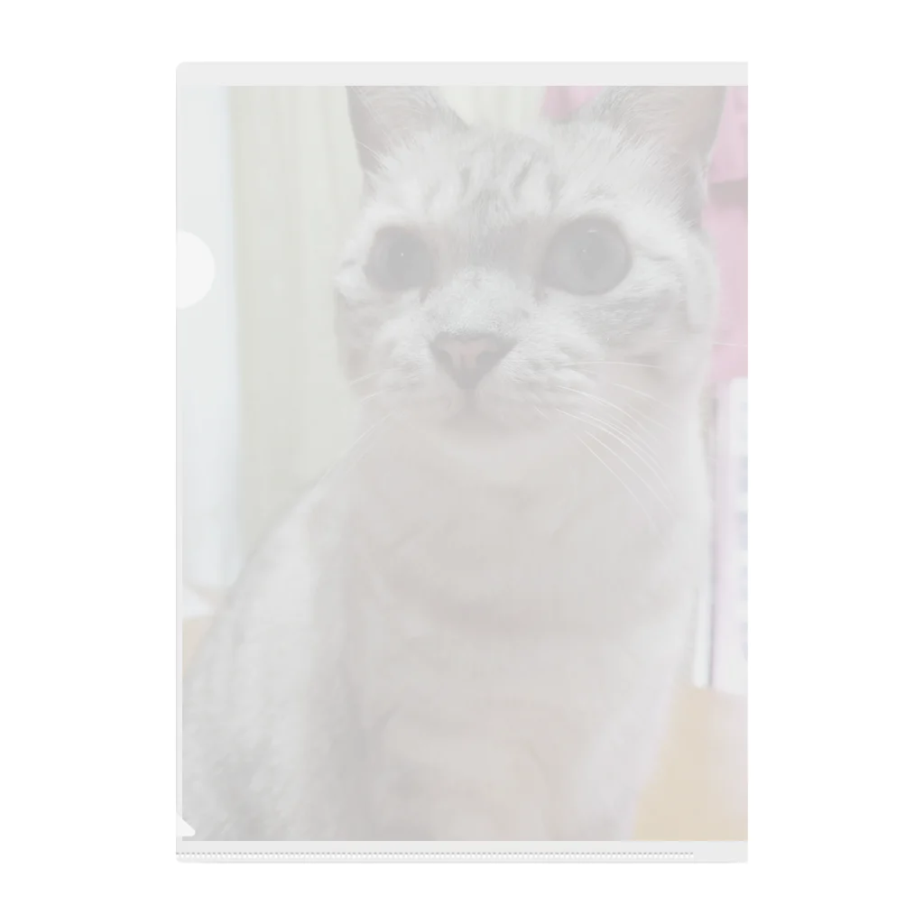ねこの森でお散歩のお目々くりくりにゃんこ Clear File Folder