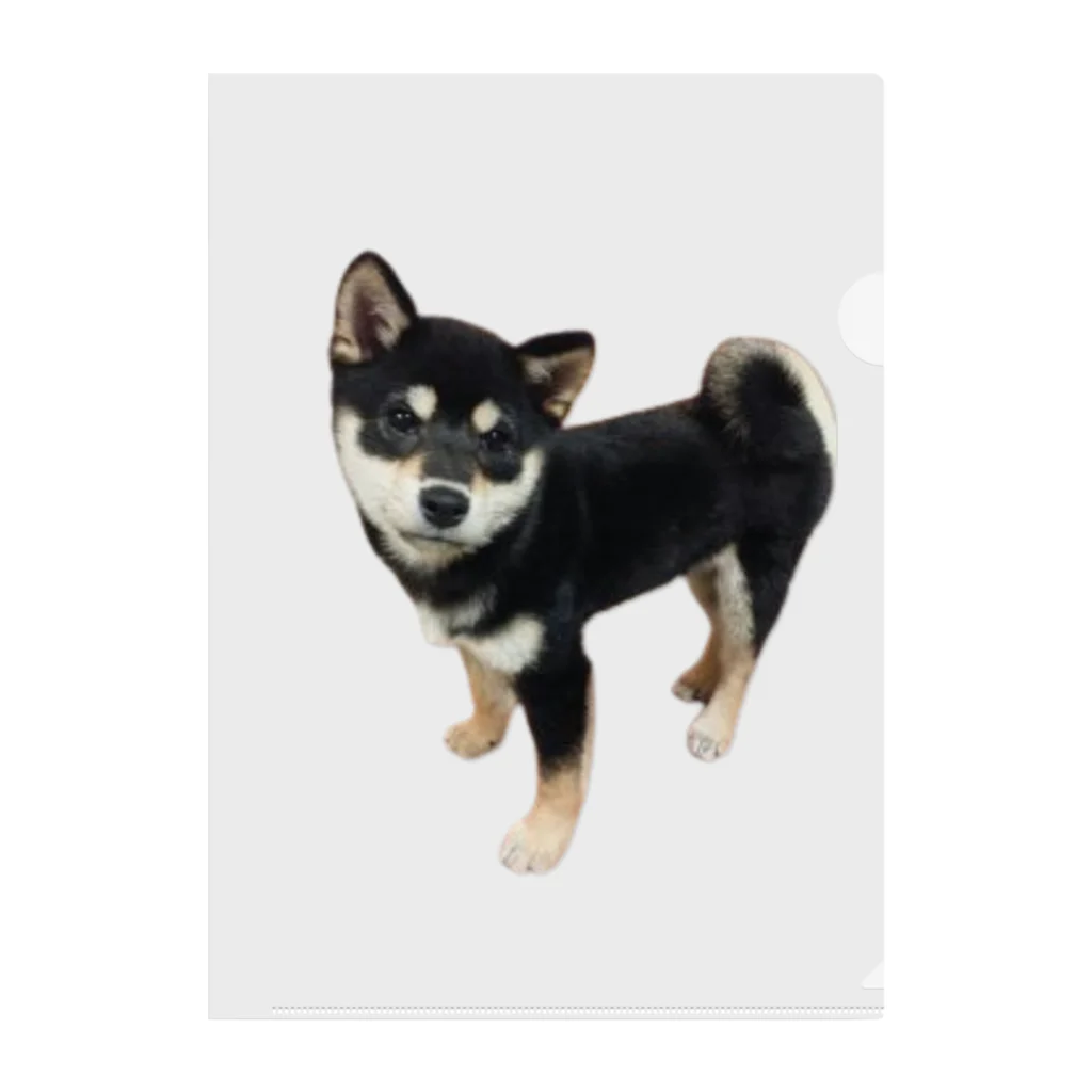 黒柴　ルー君の黒柴　ルー君 Clear File Folder