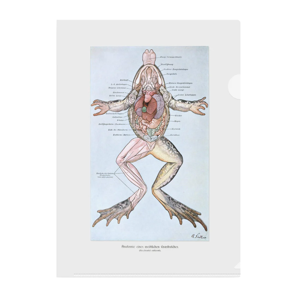 洋書　Mergus Terrarien Atlas 2 カエル カエル大全 FROGS OF THE WORLD | マーク・オシー, サイモン