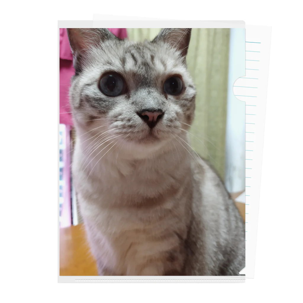 ねこの森でお散歩のお目々くりくりにゃんこ Clear File Folder