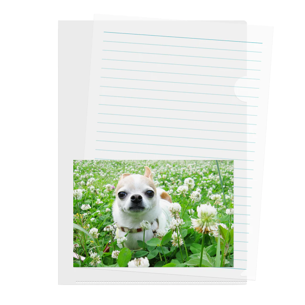 akane_art（茜音工房）のカラフルチワワ（クローバー） Clear File Folder