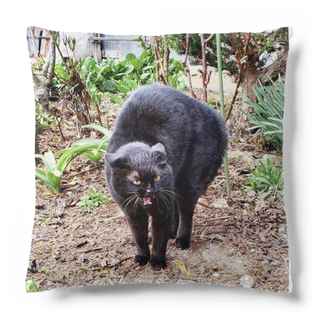 猫のらぶのガチギレねこ Cushion