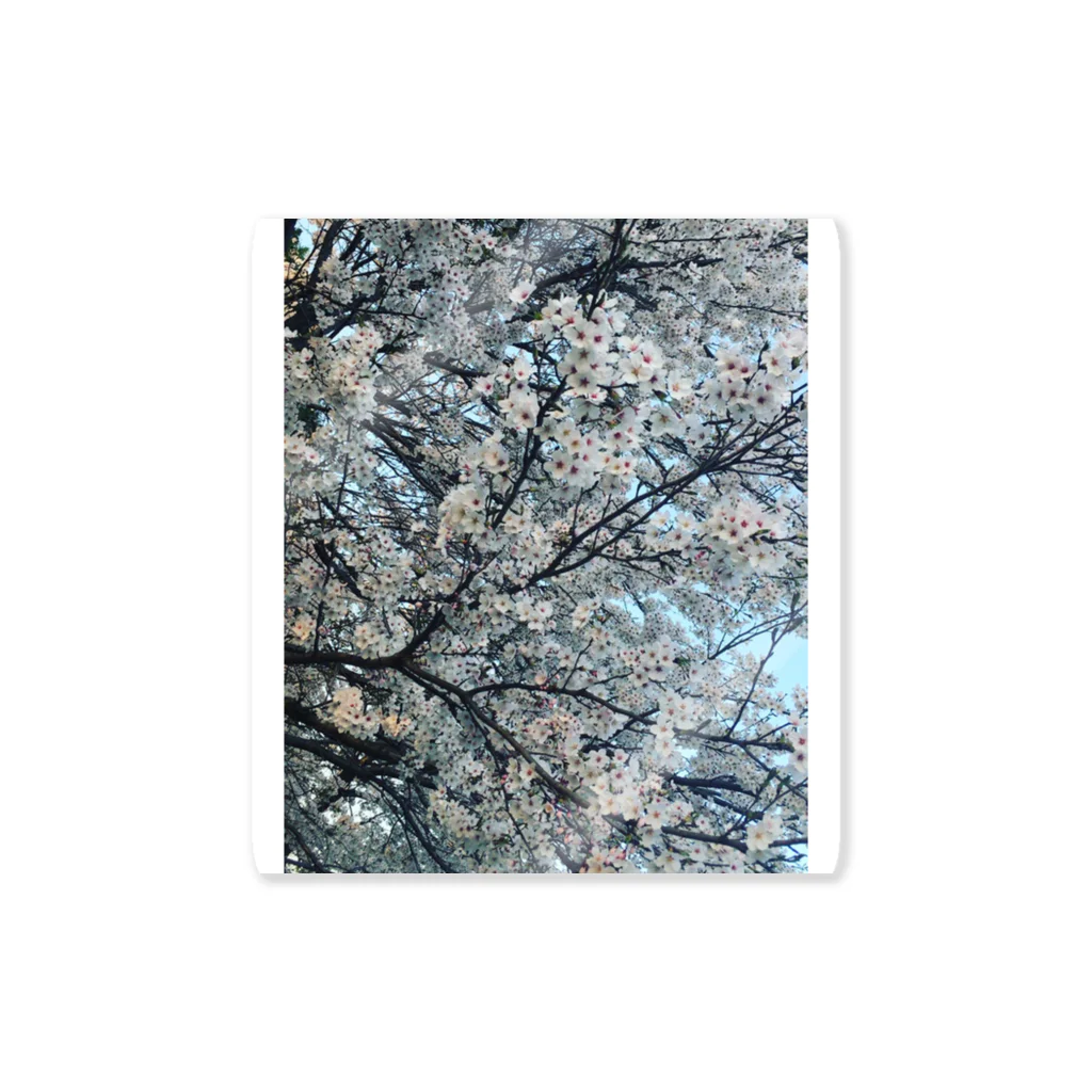 はっしーのSAKURA Sticker