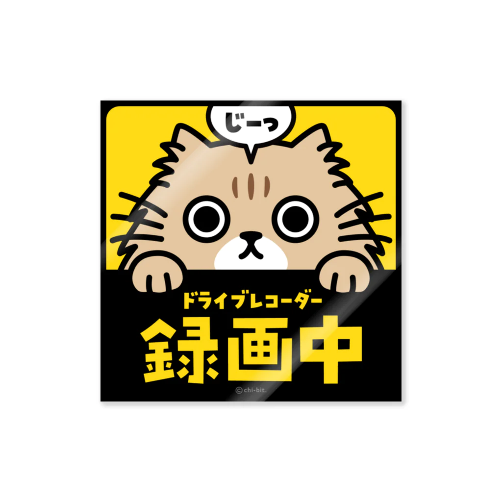 chi-bitのじーっとみる猫・ドライブレコーダー録画中！（チンチラゴールデン） Sticker