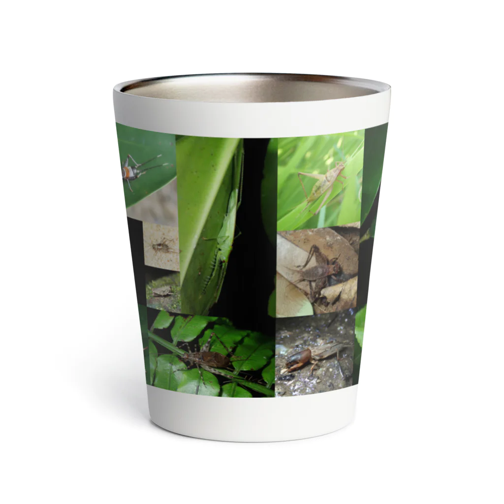 直翅類.jpのORTHOPTERA Thermo Tumbler