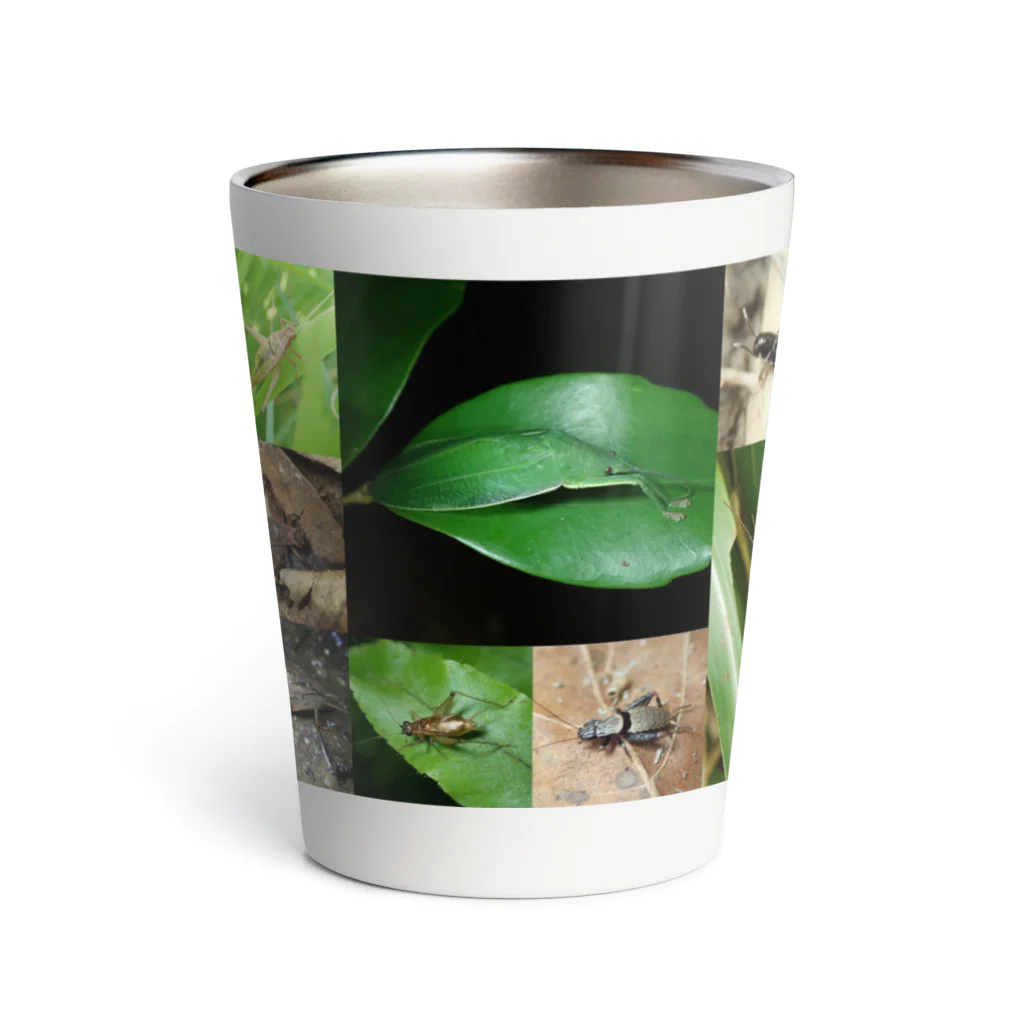 直翅類.jpのORTHOPTERA Thermo Tumbler