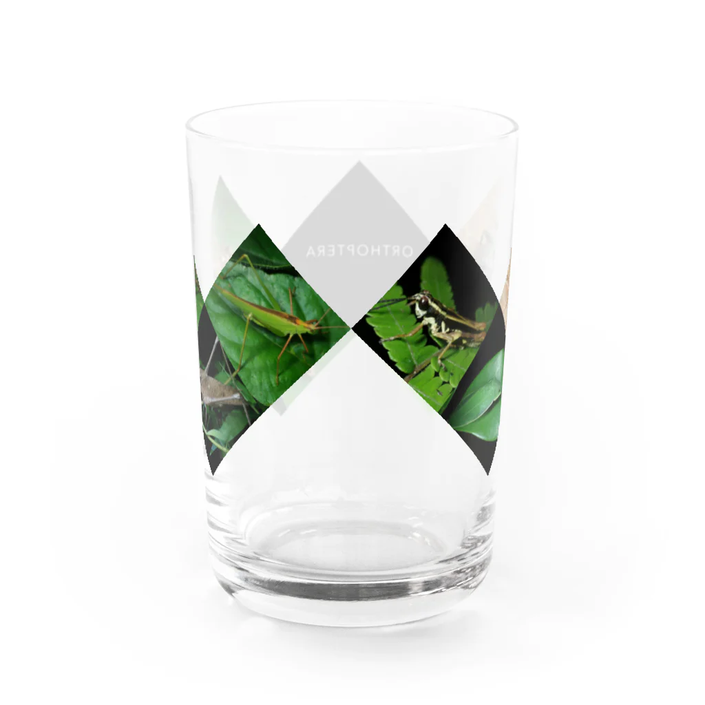 直翅類.jpのORTHOPTERA Water Glass :back