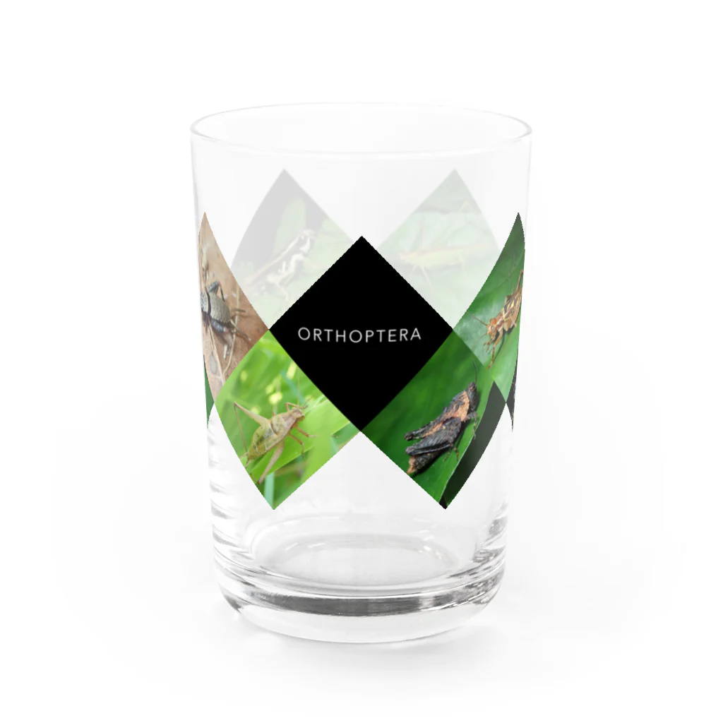 直翅類.jpのORTHOPTERA Water Glass :front