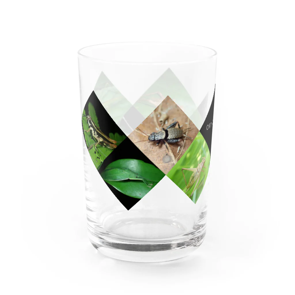 直翅類.jpのORTHOPTERA Water Glass :left
