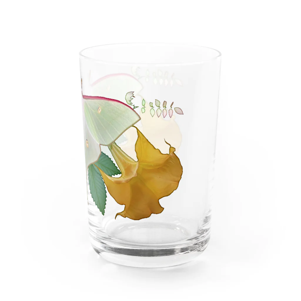 ニムニムのお部屋の大きな蛾 Water Glass :right