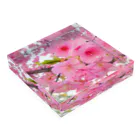 lfl-ksicの桜のアクリルブロック Acrylic Block :placed flat