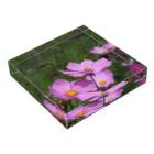 愁諷のCOSMOS Acrylic Block :placed flat