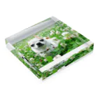 akane_art（茜音工房）のカラフルチワワ（クローバー） Acrylic Block :placed flat