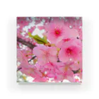 lfl-ksicの桜のアクリルブロック Acrylic Block