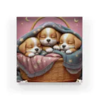 ふわふわ子犬の第②弾！ほっこり♡ ふわふわ子犬 Acrylic Block