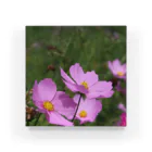 愁諷のCOSMOS Acrylic Block
