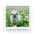 akane_art（茜音工房）のカラフルチワワ（クローバー） Acrylic Block