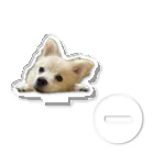 ポメチワのウェルのポメチワのウェル Acrylic Stand