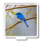 DROOMの自然と蒼い鳥 Acrylic Stand