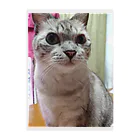 ねこの森でお散歩のお目々くりくりにゃんこ Clear File Folder