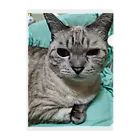 ねこの森でお散歩の微妙な顔をするかわいいシャムミックス Clear File Folder