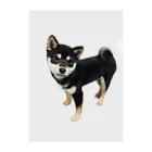 黒柴　ルー君の黒柴　ルー君 Clear File Folder