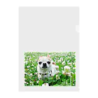 akane_art（茜音工房）のカラフルチワワ（クローバー） Clear File Folder