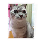 ねこの森でお散歩のお目々くりくりにゃんこ Clear File Folder