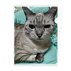 ねこの森でお散歩の微妙な顔をするかわいいシャムミックス Clear File Folder