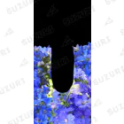 草原で走りたいのデルフィニウムの靴 Socks