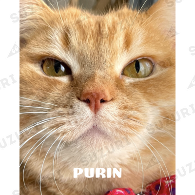 短足マンチカンのプリンとメル公式ショップ ( purin_meru )の