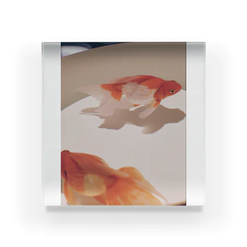 きんぎょとおどる Acrylic Block