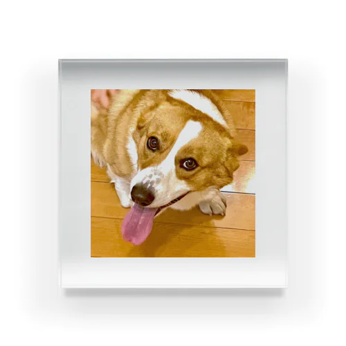 笑顔溢れるコーギー、あおくん Acrylic Block